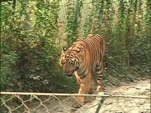 Calcutta Zoo Photos: জল খাচ্ছে বাঘ, আর........শীতের আমেজে বর্ষবিদায়ে চিড়িয়াখানার ছবি দেখুন