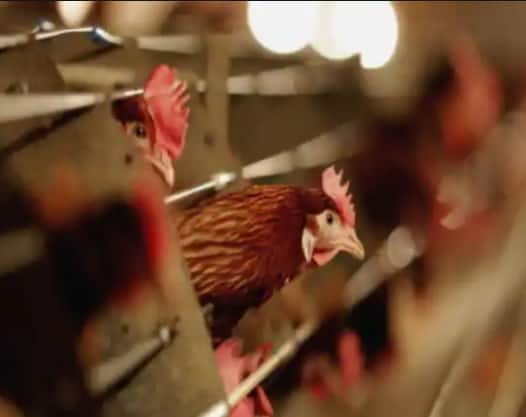 Bird Flu: Centre warns states against spread of Bird Flu Bird Flu Update: ক্রমেই ছড়াচ্ছে বার্ড ফ্লু, মাংস-ডিম বিক্রিতে কোথায় কোথায় নিষেধাজ্ঞা