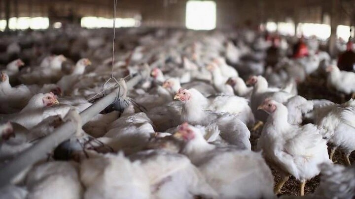 Price of chicken is going up in Kolkata due to Bird Flu Outbreak in 5 States of the country Bird Flu Outbreak: বাংলায় ধরা পড়েনি বার্ড ফ্লু, তারপরেও বেড়েই চলেছে পোলট্রি মুরগির দাম