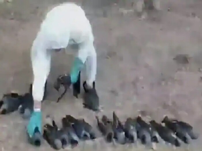 Bird Flu Scare Reaches Delhi, as Over 100 Crows Fall Dead Bird Flu Outbreak: ১০০-র বেশি কাকের মড়ক, এবার বার্ড ফ্লু আতঙ্ক দিল্লিতেও