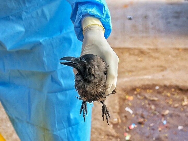 Bird Flu Outbreak Kanpur Zoo Ordered Cull Birds UP Became 7th State With Influenza Virus H5N1 Cases উত্তরপ্রদেশের কানপুর চিড়িয়াখানায় পক্ষী নিধনের নির্দেশ, এই নিয়ে সাত রাজ্যে ছড়াল বার্ড ফ্লু সংক্রমণ