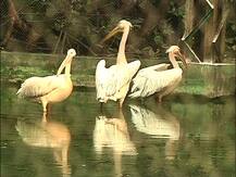 ছবিতে দেখুন: চিড়িয়াখানায় বার্ড ফ্লু-সতর্কতা, পাখিরা কেমন থাকছে, চলছে নজরদারি