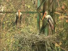 ছবিতে দেখুন: চিড়িয়াখানায় বার্ড ফ্লু-সতর্কতা, পাখিরা কেমন থাকছে, চলছে নজরদারি