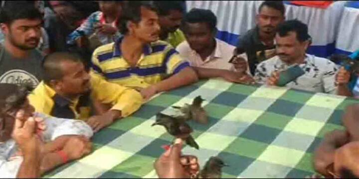 দুটি দলের হয়ে যাঁরা এই পাখি লড়াই পরিচালনা করেন তাঁদের বলা হয় সেনাপতি। ঝুঁটি কাটার সঙ্গে মানমর্যাদা জড়িয়ে রয়েছে। 