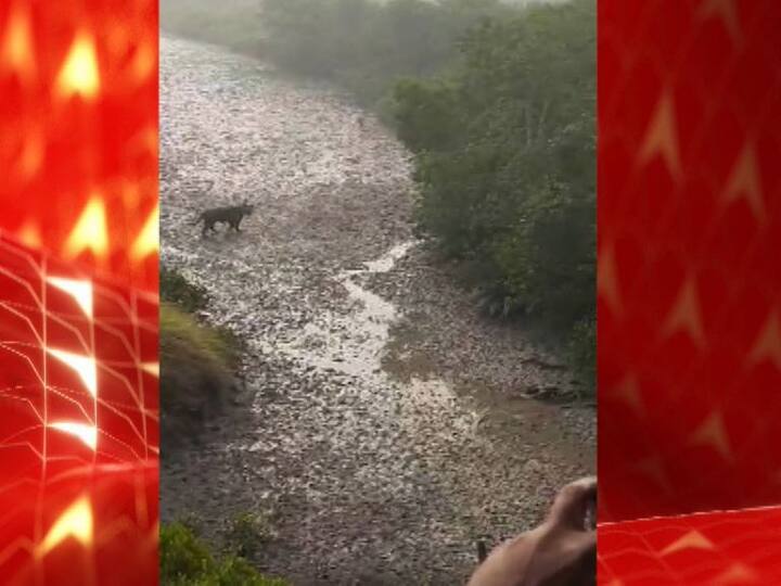 এক জঙ্গল থেকে আরেক জঙ্গলের পথে। দুলকি চালে এগিয়ে চলেছে হলুদ-কালো ডোরা কাটা অবয়বটা। ধীরগতিতে এগিয়ে চলায় স্পষ্ট রাজকীয় ভঙ্গি। ওয়াচ টাওয়ারে দাঁড়ানো পর্যটকরা তখনও নিজের চোখকে বিশ্বাস করতে পারছেন না! চোখের সামনে রয়্যাল বেঙ্গল টাইগার!