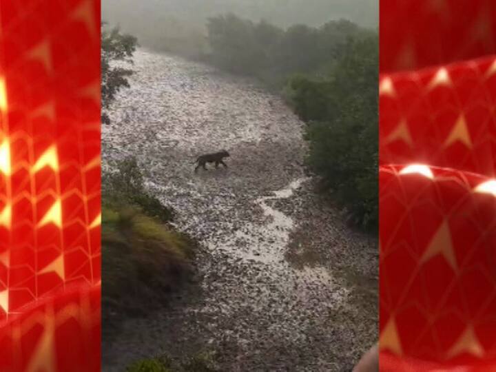 মঙ্গলবার গোসাবার সুধন্যখালির ওয়াচ টাওয়ার থেকে ম্যানগ্রোভ অরণ্যের দিকে ক্যামেরা তাক করে বসেছিলেন পর্যটকরা। তখনই হঠাৎ জঙ্গল থেকে বেরিয়ে আসে রয়্যাল বেঙ্গল টাইগার। পর্যটকদের মধ্যে তখন বাঘ দেখার জন্য হুড়োহুড়ি। সকলে ব্যস্ত মোবাইল ফোনের ক্যামেরার তার ছবি তুলতে। কিছুক্ষণের মধ্যেই গাছপালার ফাঁকে আস্তে আস্তে মিলিয়ে যায় হলুদ-কালো ডোরা কাটা চেহারাটা। 