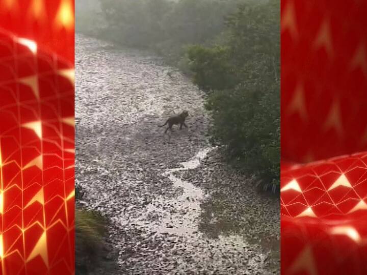 সুন্দরবনে এর আগেও কয়েকবার বাঘের দর্শন পেয়েছেন পর্যটকরা। তবে প্রতিবারই লঞ্চ থেকে খাঁড়িতে সাঁতার দিতে দেখা গিয়েছে বাঘকে। এবার ওয়াচ টাওয়ার থেকেও দেখা মিলল রয়্যাল বেঙ্গলের।