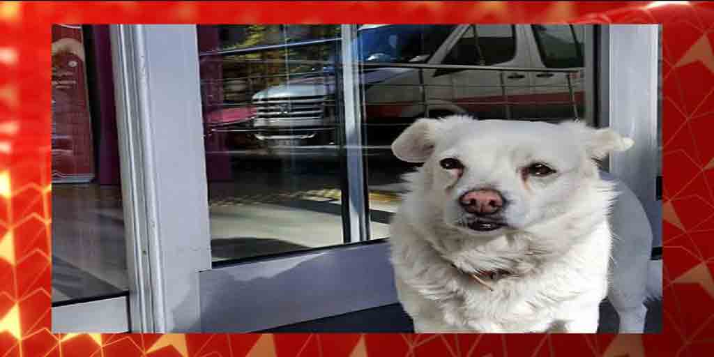 Pet Dog Waiting Outside The Hospital For 7 Days In A Row For His Owner Viral Picture অস স থ ম লক ন ট ন ৬ দ ন হ সপ ত ল র ব ইর অপ ক ষ য প ষ ক ক র ভ ইর ল ছব