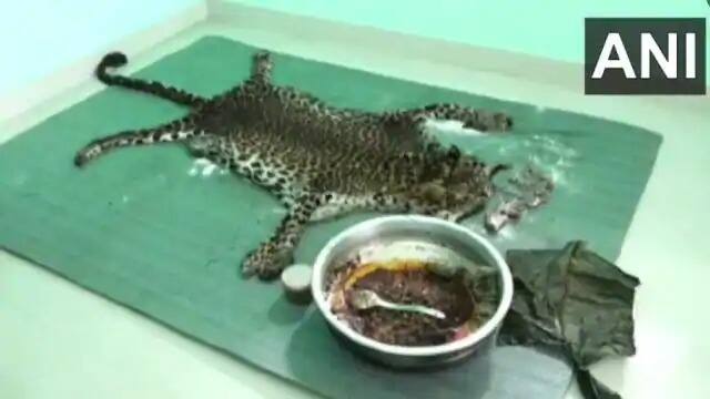 Five Men Arrested In Kerala For Killing A Leopard, Eating Its Meat ফের নৃশংসতার নজির কেরলে, চিতাবাঘ মেরে মাংস খাওয়ার অভিযোগে গ্রেফতার ৫