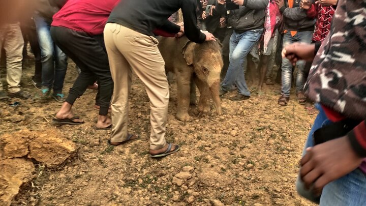 An elephant cub was saved by common people with the help of forest workers elephant cub rescue: কুয়োয় পড়ে যাওয়া হস্তি শাবকের প্রাণ বাঁচাল লালগড়ের বাসিন্দারা