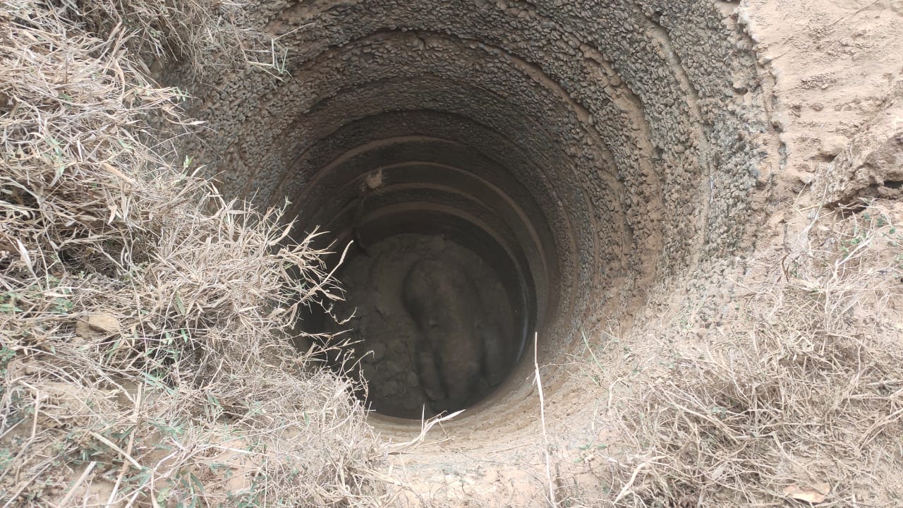 elephant cub rescue: কুয়োয় পড়ে যাওয়া হস্তি শাবকের প্রাণ বাঁচাল লালগড়ের বাসিন্দারা