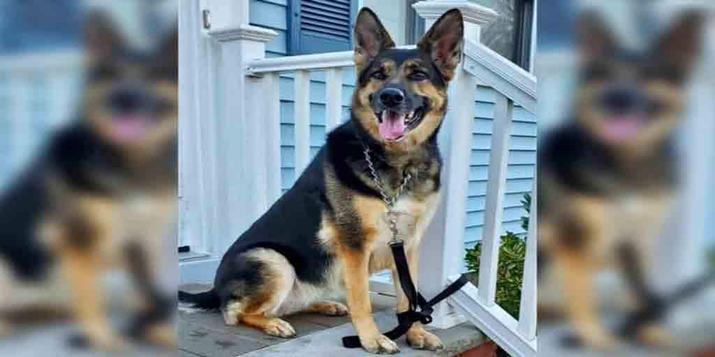 Viral Photo Dog Hailed Hero Saving Owner\'s Life Dragging Him Phone ...