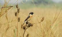 राज्यातील प्राणी आणि पक्ष्यांच्या 19 प्रजाती नष्ट, वनविभागाची माहिती