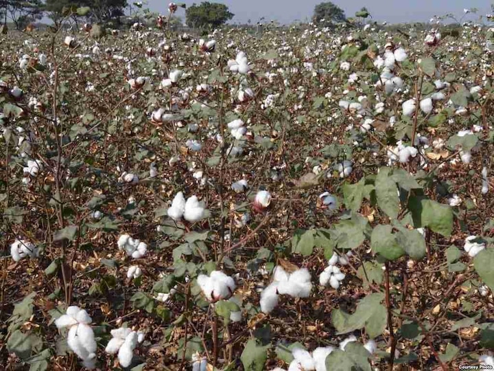 Cotton Manufacturer Farmers Online Registration Starts From 18th October Latest Updates 18 ऑक्टोबरपासून कापूस उत्पादक शेतकऱ्यांची ऑनलाईन नोंदणी