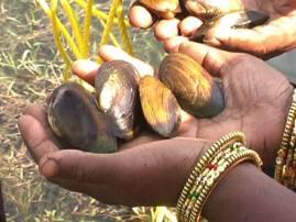 Gadchiroli Moti Theft Gadchiroli Pearls Theft शेतकऱ्याने पिकवलेल्या मोत्यांवर चोरट्यांचा डल्ला, सात लाखांचे मोती लंपास