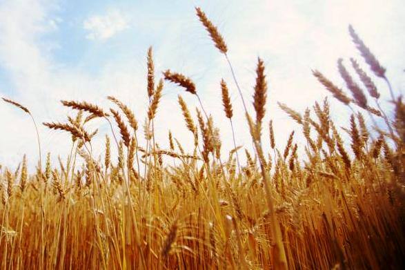 हमीभावासाठी कोणत्याही राज्याकडून शिफारस नाही : केंद्र