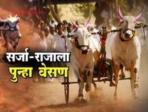 बैलगाडा शर्यतींवरील बंदी उठवण्यास हायकोर्टाचा नकार