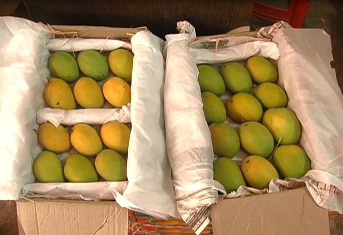 Mango Festival In Mumbay By Mla Nitesh Rane Latest Updates हापूस थेट मुंबईकरांपर्यंत, परळमध्ये आंबा महोत्सवाचे आयोजन