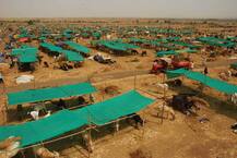 चारा छावणी घोटाळ्याचे गुन्हे आठवड्याभरात नोंदवा, हायकोर्टाचे आदेश