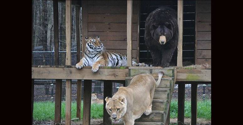 15 lakhs of completions those killed in Wild animal attack वन्यजीव हल्ल्यात मृत्यू पावलेल्यांच्या परिवाराला आता 15 लाख रुपये