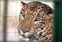 बिबट्याचा संशयास्पद मृत्यू, पकडण्यासाठी आली होती रेस्क्यू टीम