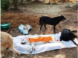 2611 Hero Dog Max Dies 26/11 चा हिरो 'मॅक्स'चा देशवासियांना अलविदा !