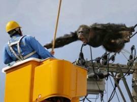 Cha Cha The Chimpanzee Escapes Japan Zoo Chimps Electrifying Dance Caught Falls From Power Lines VIDEO: थरारक फोटोचा थरारक व्हिडीओ