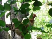 कोंबडी झाडावर बसल्याने शेजाऱ्याला बेदम मारहाण