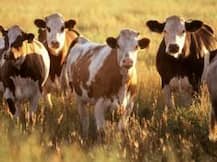 'या' कारणांमुळे महाराष्ट्रातील पशुधनाची बांग्लादेशात तस्करी