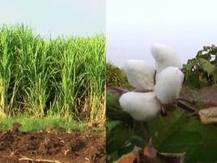 'विदर्भ-मराठवाड्यात बीटी कापूस आणि ऊसावर बंदी आणा'