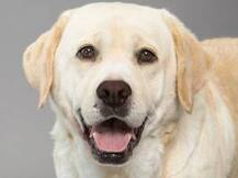 आता परदेशातून कुत्रे आणता येणार नाहीत!