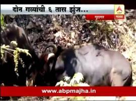 Guhagar गुहागरमध्ये गव्यांची 6 तास झुंज, शिंगं अडकून दोन्ही गव्यांचा मृत्यू