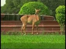 दिल्लीच्या VVIP सुरक्षा असलेल्या विजय चौकात नीलगायीचा संचार