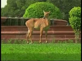 दिल्लीच्या VVIP सुरक्षा असलेल्या विजय चौकात नीलगायीचा संचार