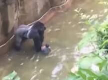 VIDEO: तीन वर्षांचा चिमुकला गोरिलासमोर पडला आणि...