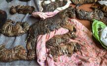 वाघांच्या 40 बछड्यांचा मंदिरात मृत्यू