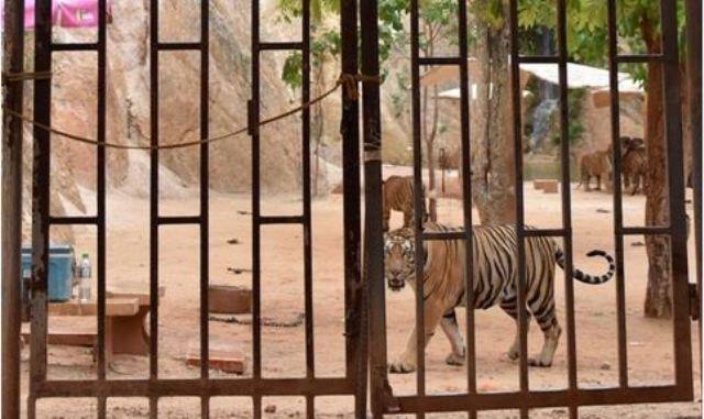 अधिकाऱ्यांनी इतरही 140 वाघांची सुटका केली.