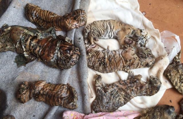 मंदिराच्या कैदेत असलेल्या 40 वाघांचा मृत्यू झाला आहे. त्यामुळे यापूर्वी देखील असा काही प्रकार घडला होता का, याचा वन विभागाचे अधिकारी तपास करत आहेत.