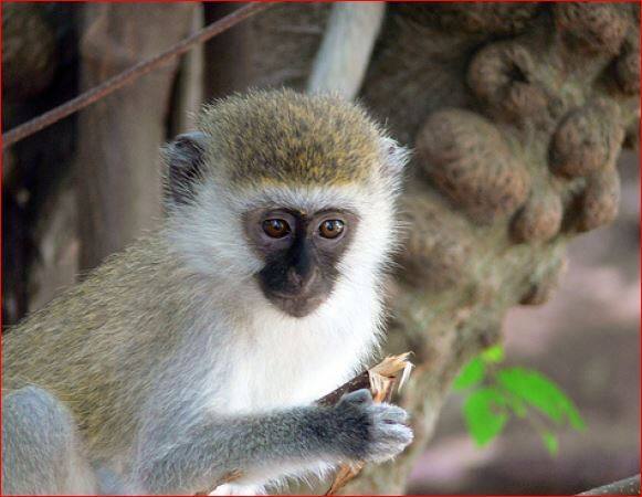 माकडामुळे केनिया देशाला तब्बल 4 तास वीज संकटाचा सामना करावा लागला. देशातील सर्वात मोठ्या ट्रान्सफार्मरवर माकड पडल्यामुळे हा प्रकार घडला.