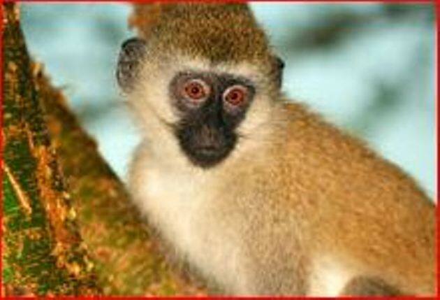 या घटनेनंतर माकडाचा जीव वाचवण्यात आला. केनिया वन्यजीव विभाग या माकडाची देखभाल करत आहे.