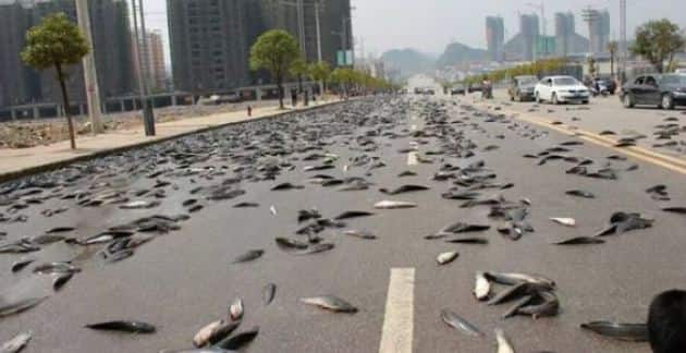 माशांचा खच 