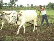 ...तूर्तास पेरण्या करु नका: हवामान विभाग