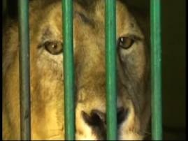 18 Lions On Trial For Killings Face Life Sentence If Convicted माणसाच्या शिकारीप्रकरणी 18 सिंह गजाआड, दोषी ठरल्यास आजन्म कैद