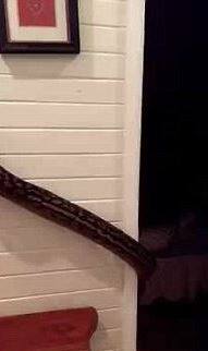 या महिलेनं तात्काळ डेव्हिड गुडविन नावाच्या सर्पमित्राला बोलावलं. त्यानं अजगराला पकडलं आणि महिलेनं सुटकेचा निश्वास सोडला. 