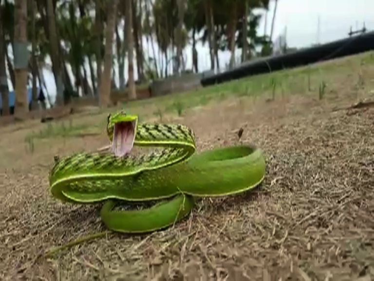 बुटात साप, पाण्यात साप, लातूरात सापांचा सुळसुळाट