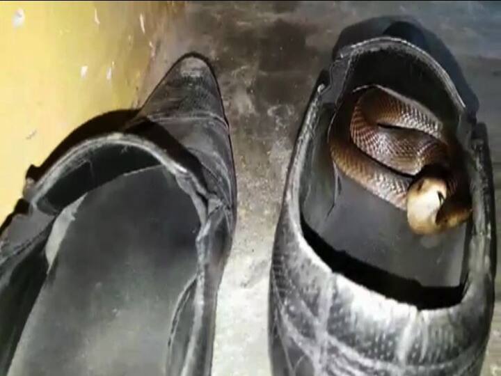 लातूरमधल्या गंगापूर भागातलं, 80 फूट खोल विहीतला साप स्थानिकांना दिसला. तात्काळ सर्पमित्रांना पाचारण करण्यात आलं.. आणि सापाची सुटका झाली. 