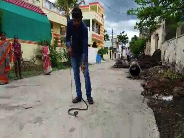 साप आपलं बिळ कधी स्वतः बनवत नाही, त्यामुळे याकाळात हे जीव अगदी मिळेल त्या ठिकाणी जाऊन बसतात. पण अशावेळी घाबरुन गलका करु नये, कारण यामुळे साप बिथरण्याची शक्यता असते, असं आवाहन सर्पमित्र करत आहेत. 