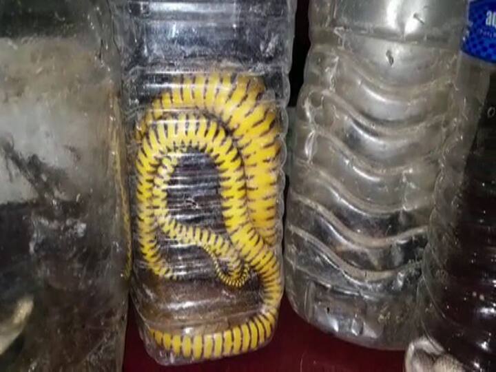 वनविभाकडे पकडलेल्या सर्व सापांची नोंद करण्यात आली आहे. लातूरमध्ये पहाटेपर्यंत सर्पमित्रांना साप पकडण्याचं काम करावं लागत आहे. पकडलेले बरेचसे साप बिनविषारी असले तरी काही अशिया खंडातील सर्वात विषारी सापांपैकी आहे. 