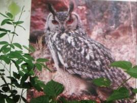 Owl Stolen From Rajiv Gandhi Zoo In Pune पुण्यातील राजीव गांधी प्राणीसंग्रहालयातून घुबडाची चोरी