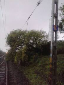 रुळावर झाड पडल्याने विरार-डहाणू रेल्वे सेवा ठप्प